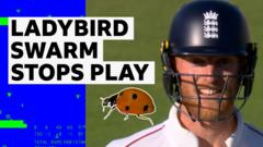 Can Ladybirds Disrupt Play at Lord&#039;s?