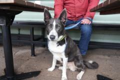 From puppacinos to doggy high tea - how dog friendly should we be?