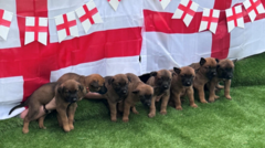 Eight police pups named after Three Lions stars