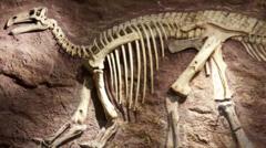 Why are these beaches so rich in fossils?
