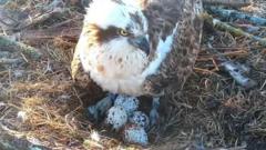 Former love‑triangle osprey lays fourth egg