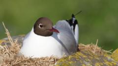 Boost to bird numbers after reserve restoration