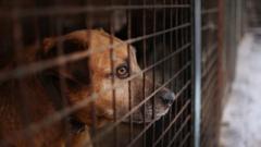 Are Imported Dogs a Risk to the UK? RSPCA Sounds the Alarm