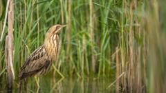 Booming year for the bittern, say conservationists