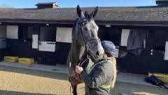 How do you train a racehorse for Cheltenham?