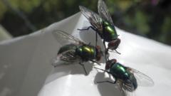 Recycling plant forced to take action after 'biblical' fly infestation