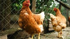 Poultry flock to be culled after bird flu outbreak