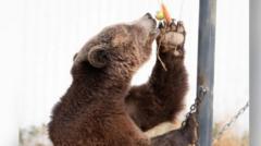 Bears ‘enjoy life to the full’ after being rescued from bus depot