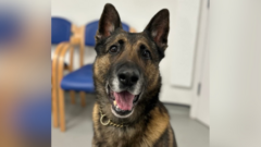 Appeal for help to care for 'hero' ex-police dog