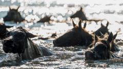 Crowds cheer 100th annual wild pony swim