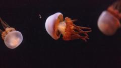 Três águas-vivaspoker para pcambiente escuro 