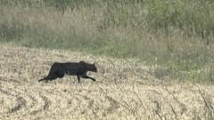 Hunt on to find big cat roaming countryside