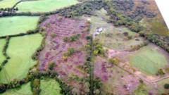 Can Illegally Cut Woodland Transform into a Thriving Nature Reserve?