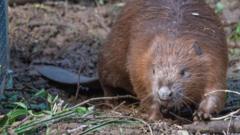 Three beaver kits born in Wyre Forest enclosure