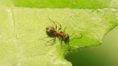 Uma formiga sobre uma folha na natureza