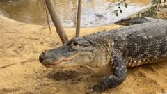 Inside crocodile zoo where boy, 3, was attacked