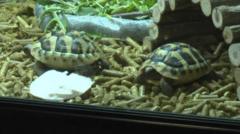 Crwbanod Cân i Gymru yn cyrraedd Ysgol Pentrefoelas