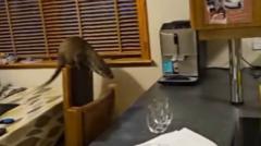 Uninvited otter wreaks havoc in family kitchen