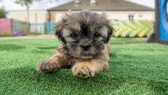 Puppies abandoned under bush find new homes