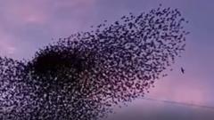 Falcon attack on starling murmuration 'incredible'