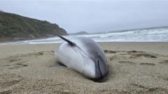 Change urged after pregnant porpoise dies in nets