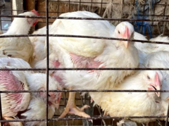 4 poules vivantes dans une cage 