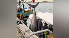 First giant tuna caught off Yorkshire since 1960s