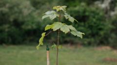 Sycamore Gap sapling starts new life on the Broads