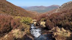 Charity to plant 30,000 trees for mountain woodland