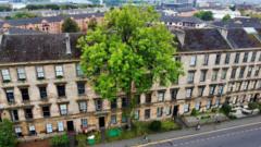 Glasgow's Argyle Street Ash wins Tree of the Year title