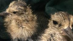 Why Saving Four Curlew Eggs From A Wildfire Matters Way More Than You Think