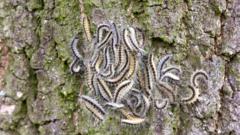 Warning as toxic caterpillar nests discovered