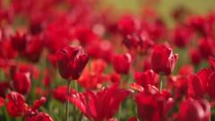 Hampton Court bursts with 100,000 tulips in bloom