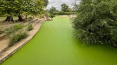 'Fluorescent' weed takes over popular bathing spot