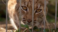 Lynx could be first UK zoo-born cat freed into the wild