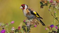 New nature reserve proposed for Ardersier Common