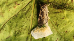 Animals react to secret sounds from plants, say scientists