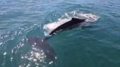 Whale's 'breath-taking' breach stuns fisherman