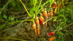 Carrot