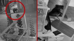 Watch: Bear caught on CCTV searching for food in Indian temple