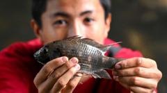 Thailand wages war against 'alien' tilapia fish