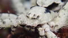 Rare 'master of disguise' spider seen in Cornwall 