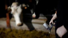 Vaccination programme begins amid bluetongue fears