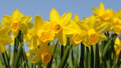 Hunt for rare daffodils that are slipping from history