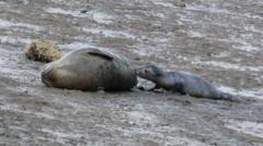Hospital plea for stranded seal pups
