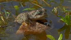 'Lethally salty' waters hinder rare toad's recovery