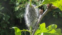 Warm spring sparks toxic caterpillar health warning