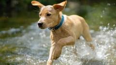 MP raises pollution concerns over use of flea killer
