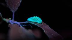 Rare butterfly find drives conservation research