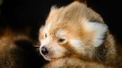 Could Three Endangered Red Panda Cubs Be the Star Attraction at the Zoo?